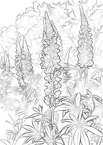 Bluebonnet Flower Coloring Page